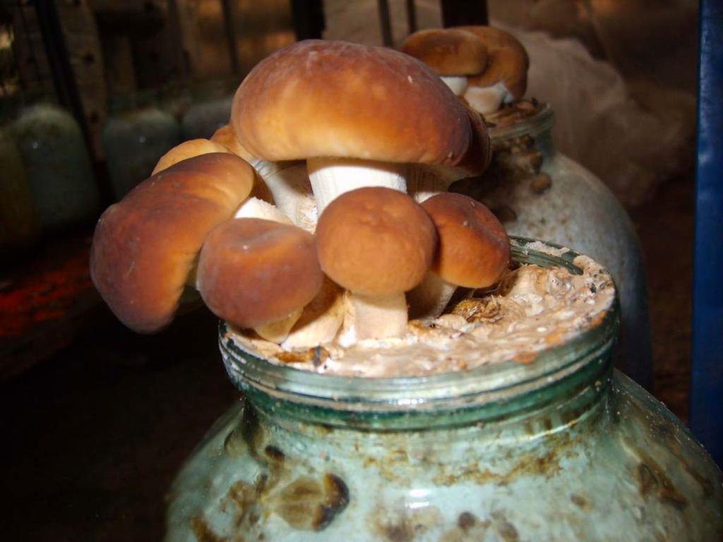 Выращивание грибов в банке
