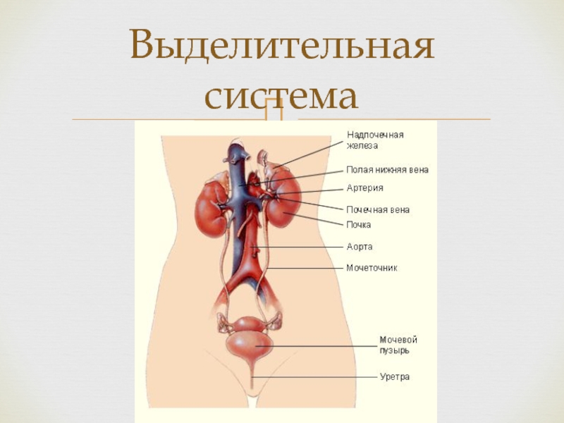 Выделительная система человека