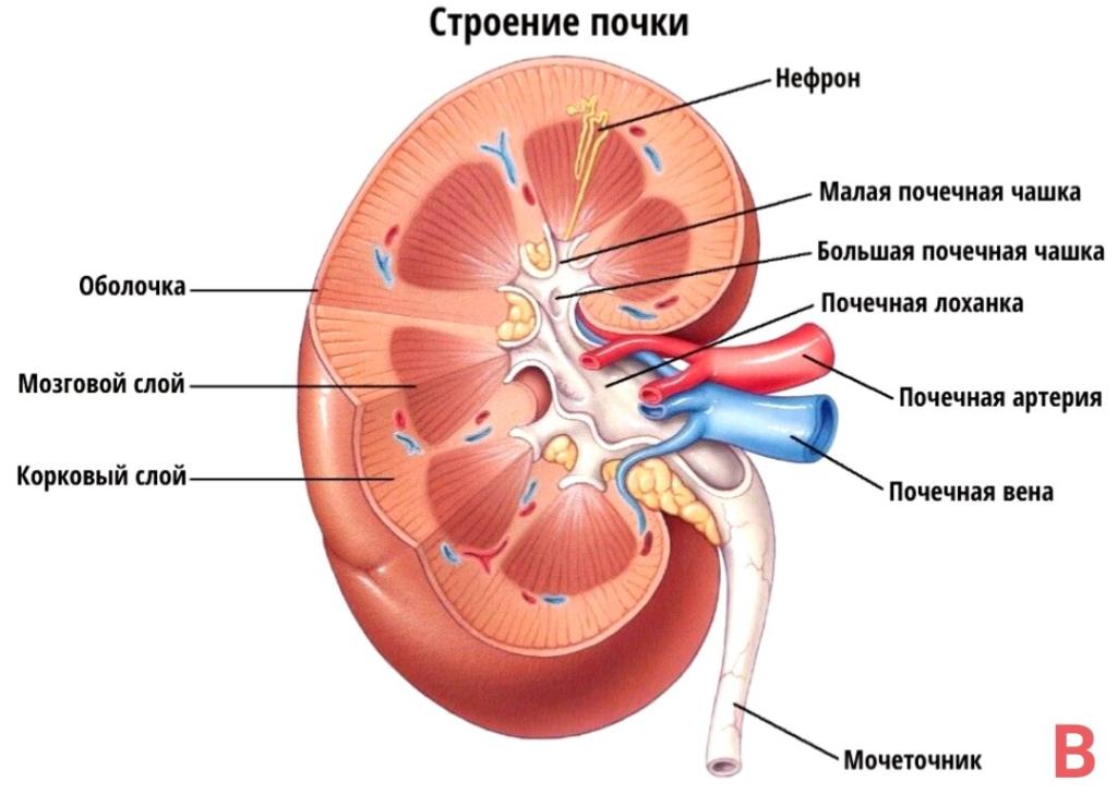 Строение почки в разрезе