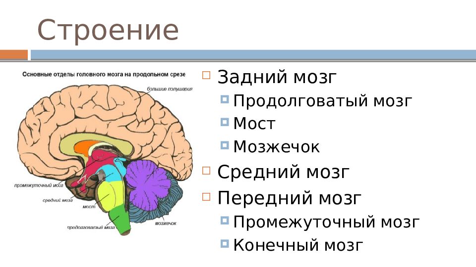 Задний мозг