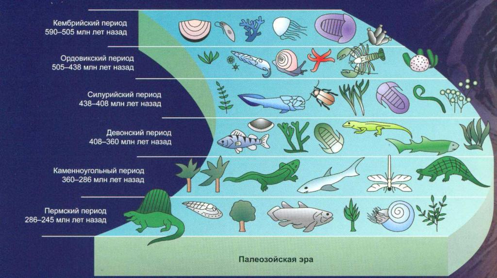 Время биологической эволюции. Кембрийский период палеозойской эры.