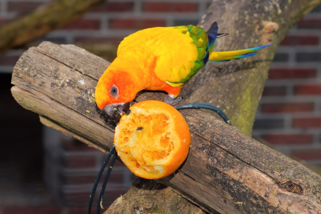 Попугай ест мандарин