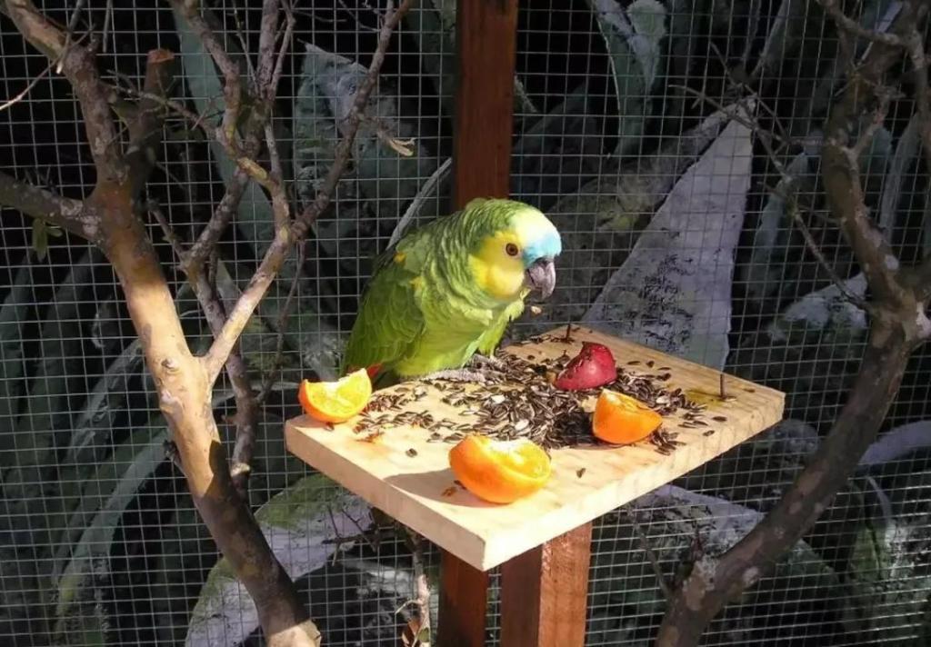 Попугай ест мандарин