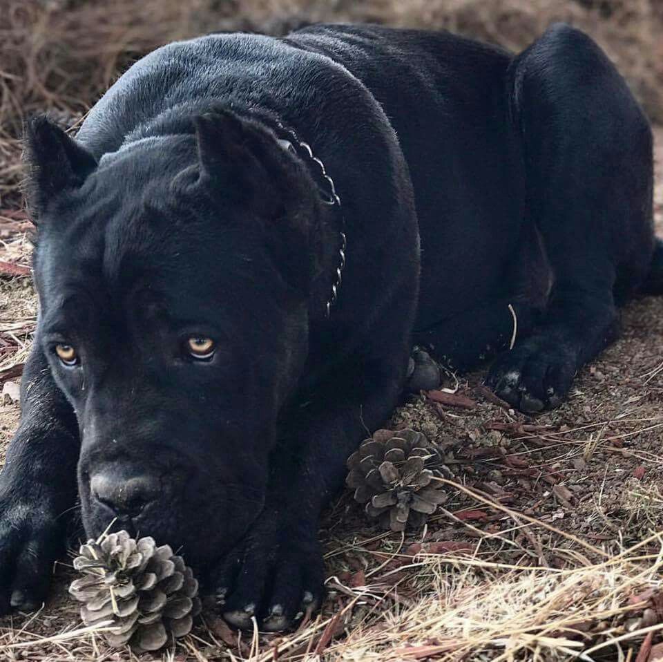 Большая черная собака во сне