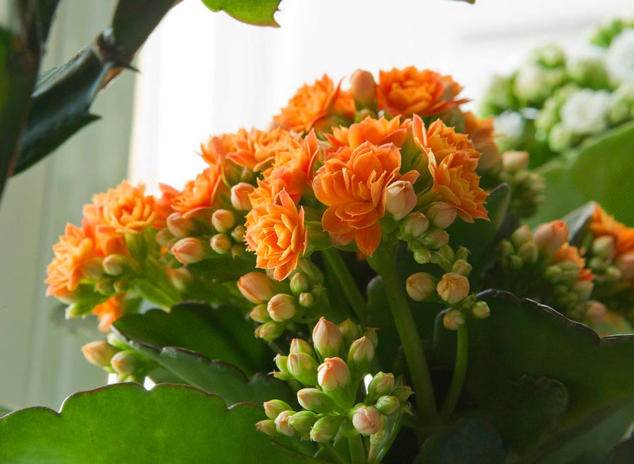 Kalanchoe blossfeldiana