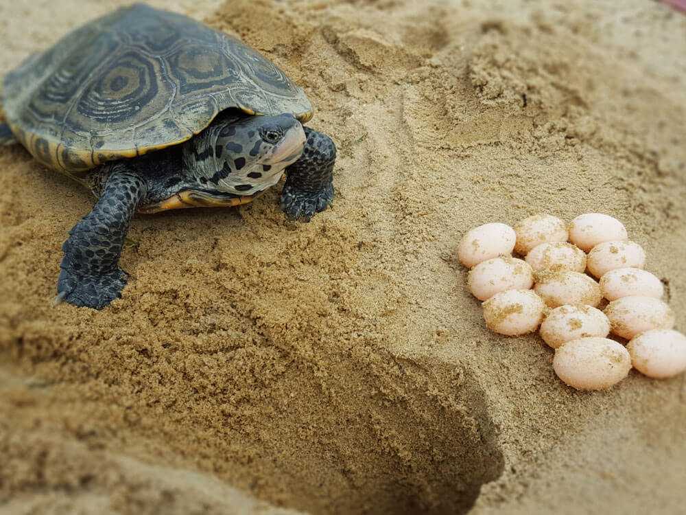 Зачем закапывают черепах