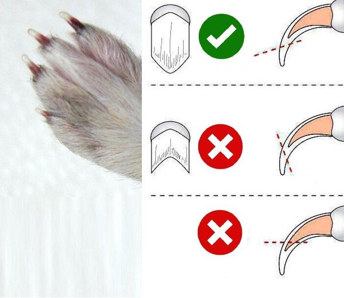 Правильное подстригание ногтей у кролика