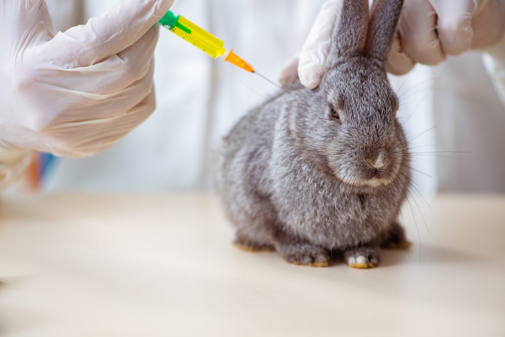 Прививка для кролика