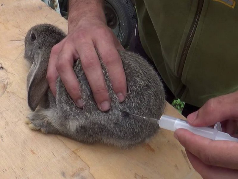 Прививка для кролика