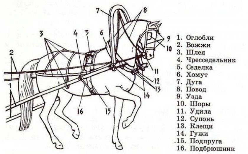 Компоненты упряжи