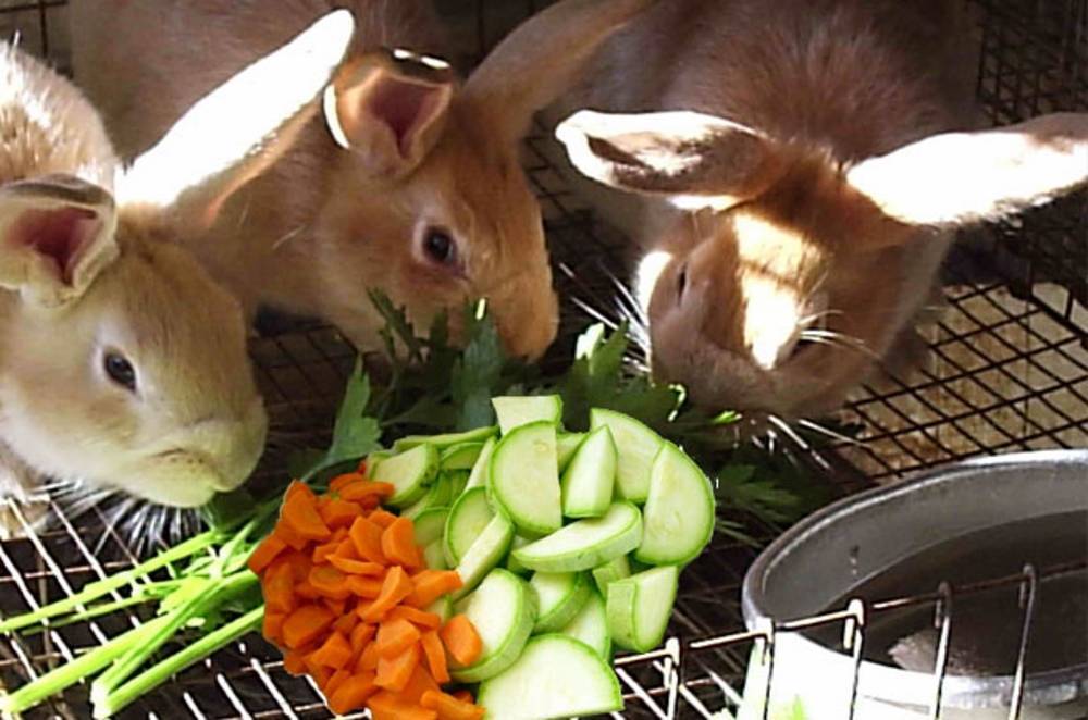 Кролики едят кабачки