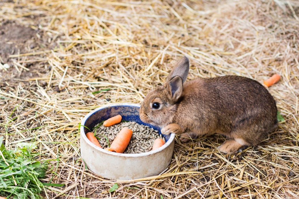 Правильное кормление кроликов