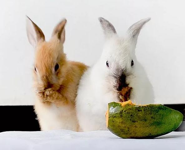 Кролик ест манго
