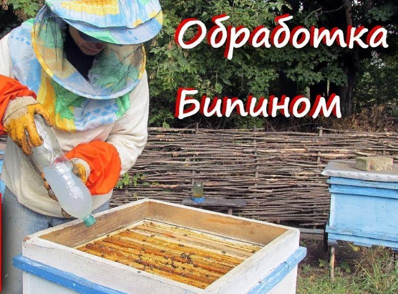 Весенняя обработка пчел от клеща. Обработка пчел бипином. Обработка пчел от клеща бипином. Обработка пчелосемей бипином. Обработка пчел от клеща осенью.