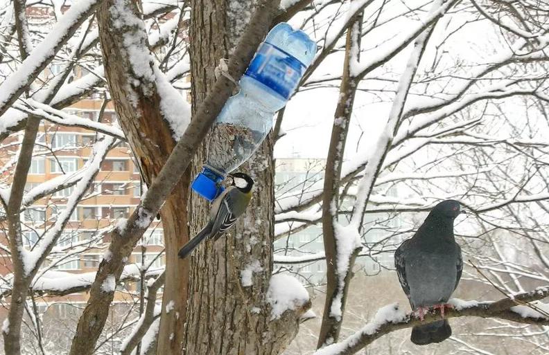 Кормушка с защитой от голубей