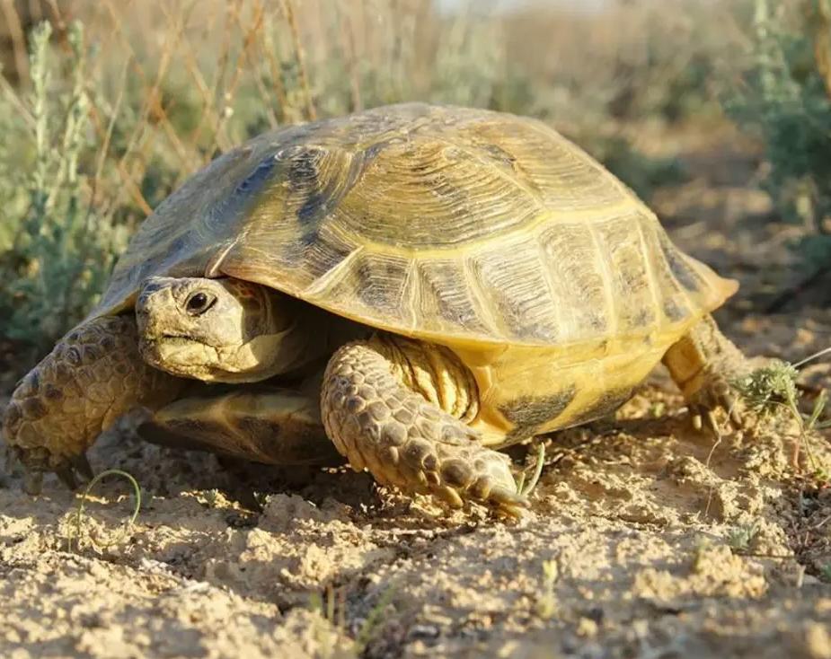Среднеазиатская Степная черепаха. Среднеазиатская сухопутная черепаха. Среднеазиатская черепаха Сухопутные черепахи. Средахиаткая Черепаза.