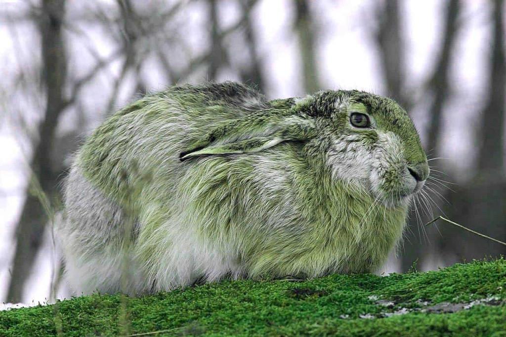 Зеленый Деревянный Кролик