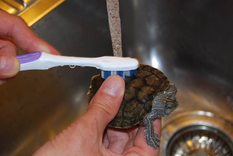 Содержание черепахи в домашних условиях