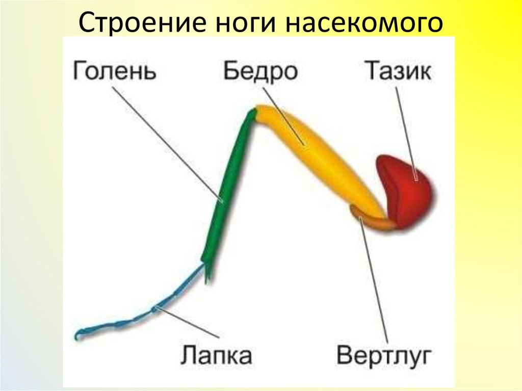 Строение ног насекомых