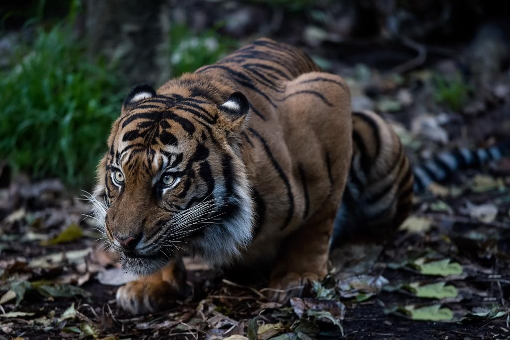 Земляной тигр