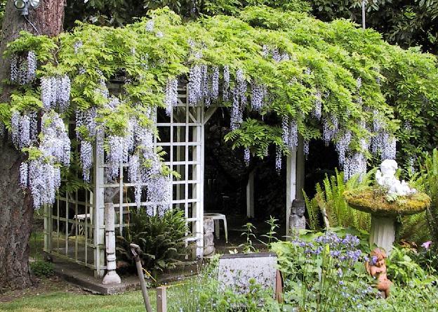 wisteria cultivation