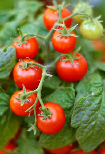 tomatoes planting and care