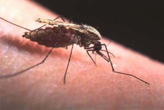 чем обрабатывают участки от комаров?