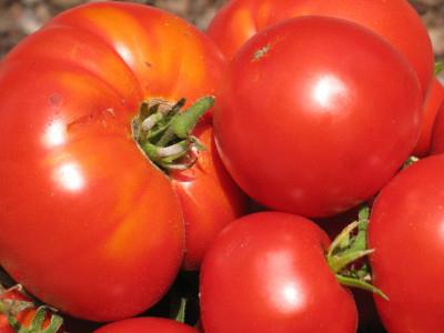 tomatoes harm