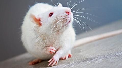 к чему снятся белые крысы