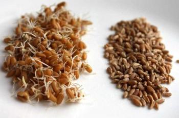 how to sprout wheat for food