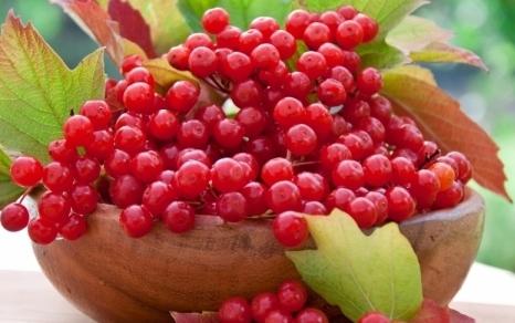 лечебные свойства ягод калины красной