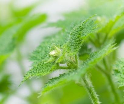 nettle broth for hair