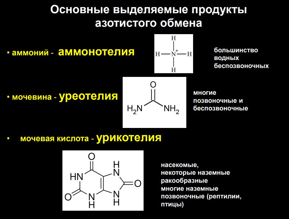 Экскреция у животных