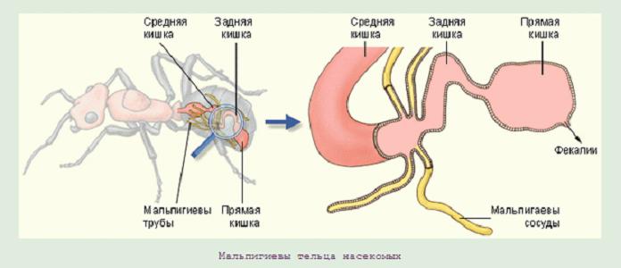 Мальпигиевы тельца насекомых