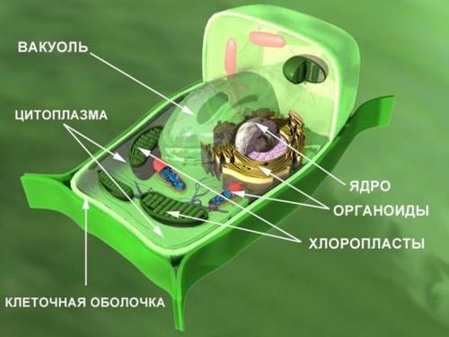 Строение клетки листа