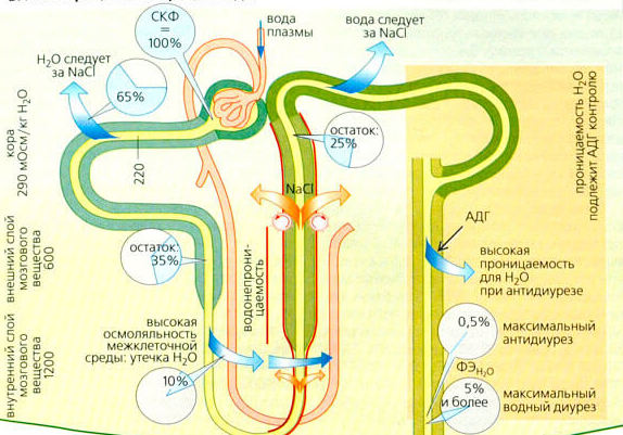 Реабсорбция и экскреция воды