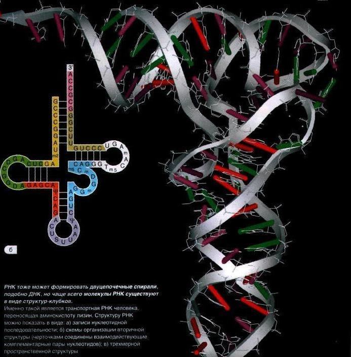 RNA structure