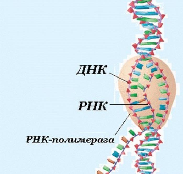Нить рнк. Строение транскрипции ДНК. ДНК И РНК. Генетическая РНК. Молекула ДНК.