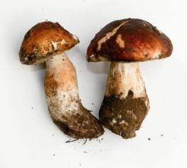 калорийность белых грибов
