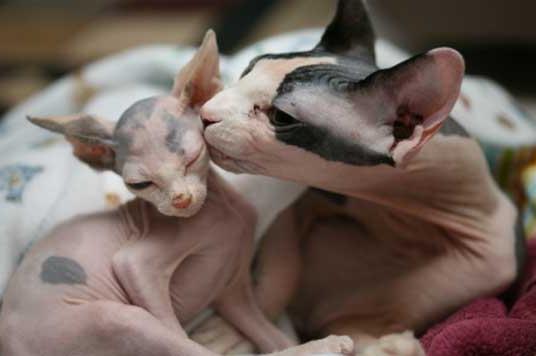 hairless cat breed