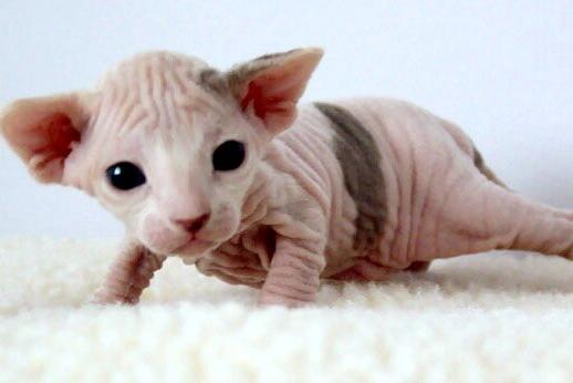 hairless cat breeds