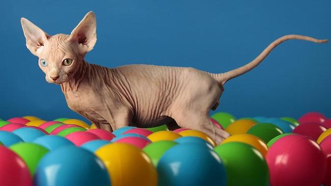 hairless cat breeds