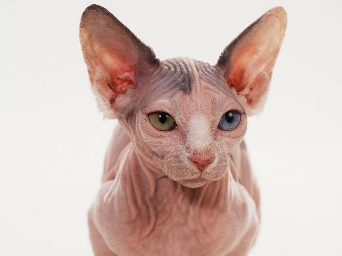 hairless cat breeds