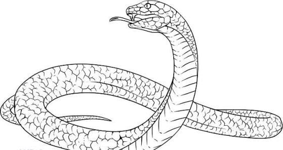 Тату нарисовать змея