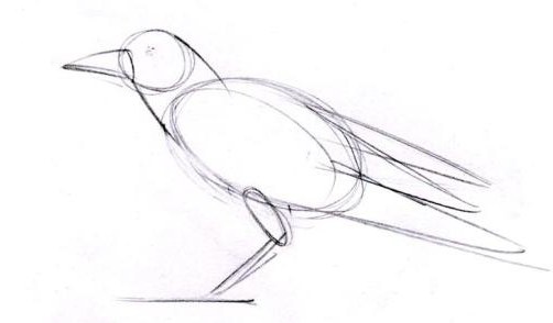 Рисуем птицу поэтапно