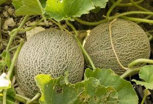 planting watermelon in open ground