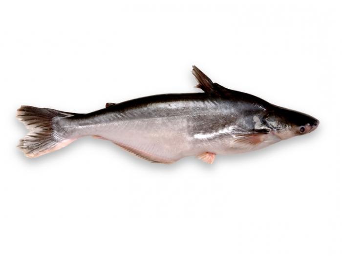 Pangasius is harmful