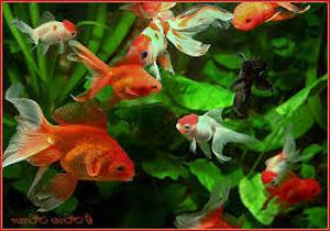 aquarium fish disease