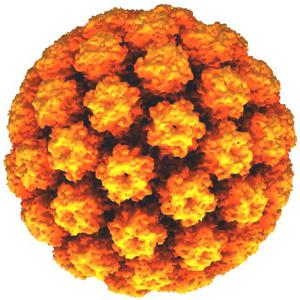 Вирус папилломы человека фото у женщин