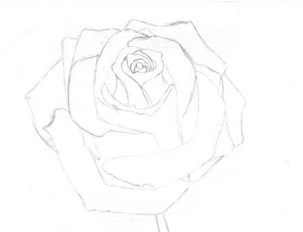 как нарисовать розу простым карандашом